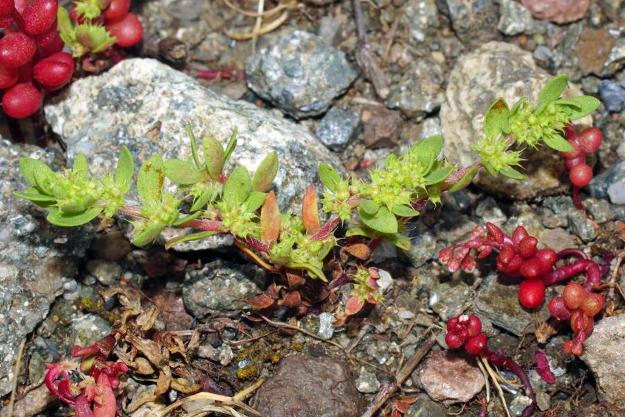 Paronychia echinulata